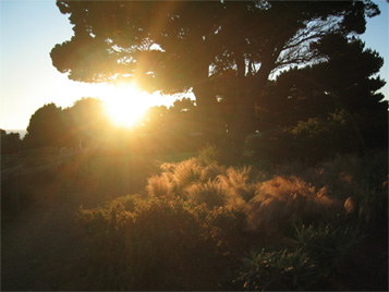 Image of sunset on grass and trees_Mendocino area, CA